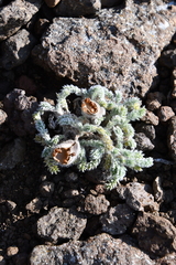 Oxytropis putoranica