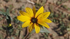 Helianthus petiolaris canescens