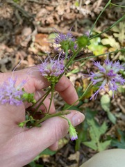 Liatrinae