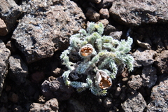 Oxytropis putoranica