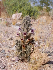 Aphyllon cooperi