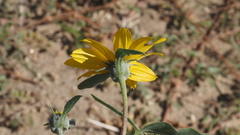 Helianthus petiolaris canescens