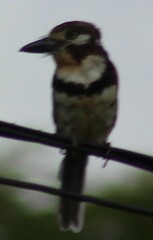 Hypnelus ruficollis