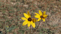 Helianthus petiolaris canescens
