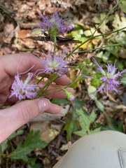 Liatrinae