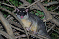 Philander opossum