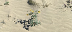 Helianthus petiolaris canescens