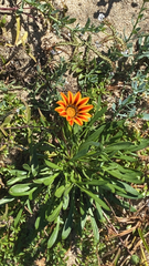 Gazania × splendens