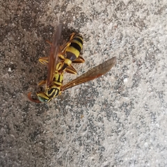 Mischocyttarus basimacula