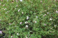 Boronia microphylla