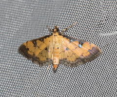 Ategumia ebulealis