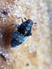 Megamelodes quadrimaculatus