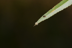Limenitis