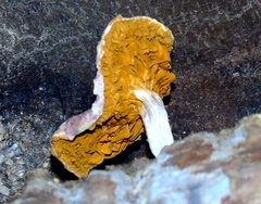 Gymnopilus subpurpuratus