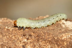 Diprion pini