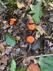 Cantharellus cinnabarinus