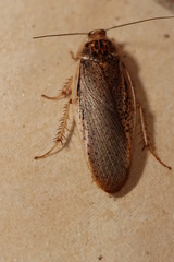 Calolampra mjoebergi