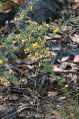 Bossiaea obcordata