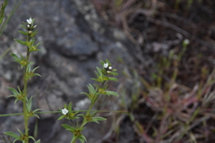 Buglossoides arvensis