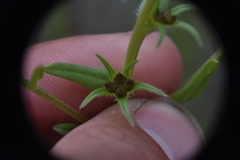 Buglossoides arvensis