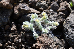 Oxytropis putoranica