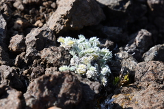 Oxytropis putoranica