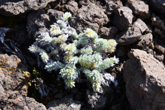 Oxytropis putoranica
