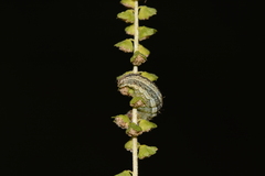 Schinia trifascia