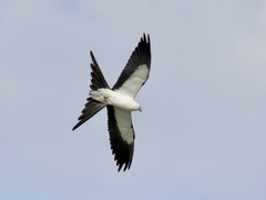 Elanoides forficatus