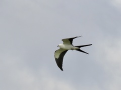 Elanoides forficatus