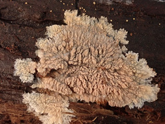 Phlebia rufa