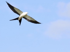 Elanoides forficatus