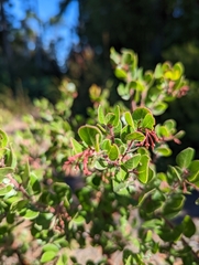 Arctostaphylos sensitiva
