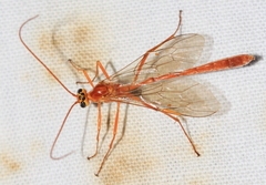 Enicospilus repentinus