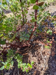 Arctostaphylos sensitiva