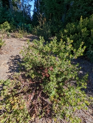 Arctostaphylos sensitiva