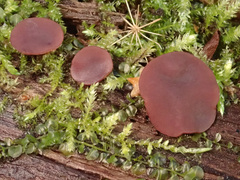 Ascocoryne cylichnium