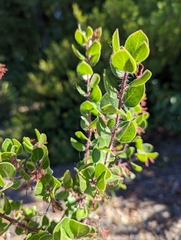 Arctostaphylos sensitiva