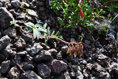 Astragalus tugarinovii