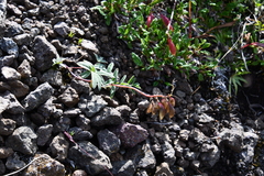 Astragalus tugarinovii