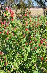 Malvaviscus arboreus drummondii