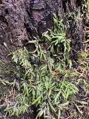 Plagiothecium undulatum