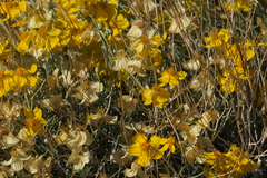 Psilostrophe cooperi