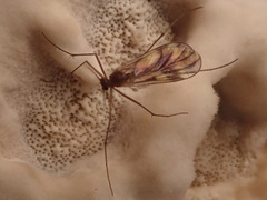 Ditomyiidae
