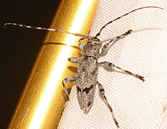 Graphisurus despectus