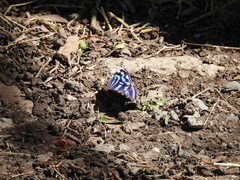 Myscelia ethusa ethusa