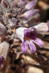 Aphyllon cooperi