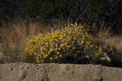 Psilostrophe cooperi