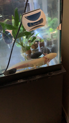 Ambystoma mexicanum