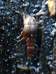 Sepedophilus